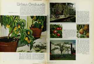 Better Homes & Gardens May 1971 Magazine Article: Urban Orchards