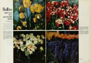 Better Homes & Gardens October 1971 Magazine Article: Bulbs: plant now for a spectacular spring