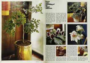 Better Homes & Gardens January 1972 Magazine Article: Page 56