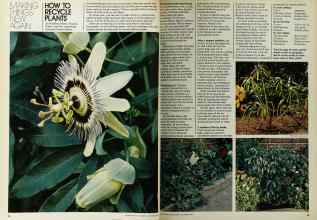 Better Homes & Gardens September 1972 Magazine Article: Page 98