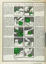 Better Homes & Gardens April 1973 Magazine Article: How to grew Chrysanthemums