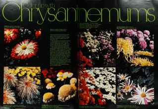 Better Homes & Gardens April 1973 Magazine Article: Color up with chrysanthemums
