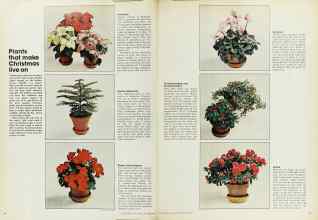 Better Homes & Gardens December 1973 Magazine Article: Plants that make Christmas live on