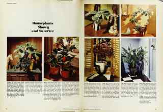 Better Homes & Gardens February 1974 Magazine Article: Houseplants Showy and Surefire