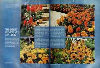 Better Homes & Gardens May 1974 Magazine Article: THE EASIEST FLOWERS YOU CAN GROW