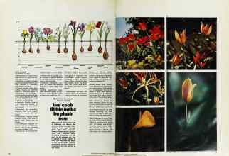 Better Homes & Gardens October 1974 Magazine Article: low-cost little bulbs to plant now