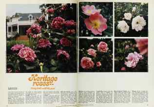 Better Homes & Gardens March 1975 Magazine Article: Heritage roses--living links with the past