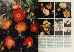 Better Homes & Gardens March 1975 Magazine Article: Page 74