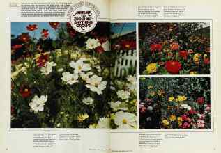 Better Homes & Gardens April 1975 Magazine Article: Small-seale gardening ANNUALS TO ZUCCHINI-ANYTHING GROWS