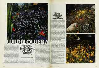 Better Homes & Gardens May 1975 Magazine Article: WILDFLOWERS How to tame them for your garden