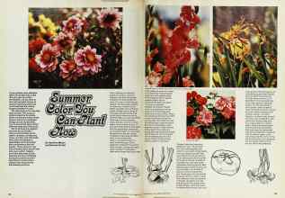 Better Homes & Gardens June 1975 Magazine Article: Summer Color You Can Plant Now