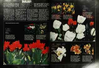 Better Homes & Gardens October 1975 Magazine Article: BULBS: STEP BY STEP TO LONG-LASTING COLOR