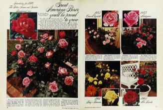 Better Homes & Gardens March 1976 Magazine Article: Great American Roses you'll be proud to grow