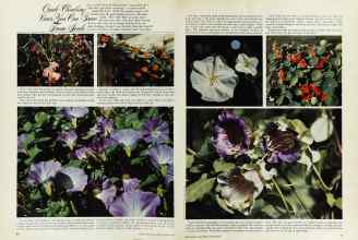 Better Homes & Gardens March 1976 Magazine Article: Page 80