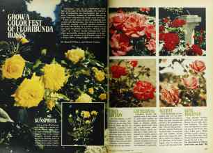 Better Homes & Gardens February 1977 Magazine Article: GROW A COLOR FEST OF FLORIBUNDA ROSES