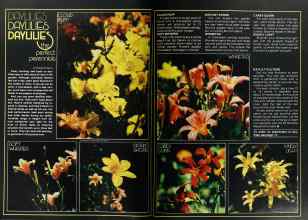 Better Homes & Gardens August 1977 Magazine Article: DAYLILIES DAYLILIES DAYLILIES the perfect perennials
