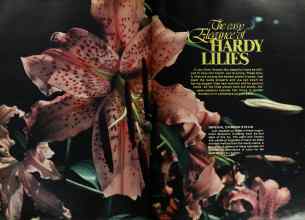 Better Homes & Gardens September 1977 Magazine Article: The easy Elegance of HARDY LILIES