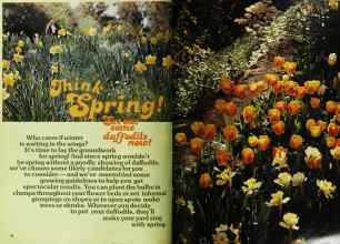 Better Homes & Gardens October 1977 Magazine Article: Think Spring! Set out some daffodils now!