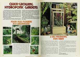 Better Homes & Gardens November 1977 Magazine Article: QUICK-GROWING HYDROPONIC GARDENS