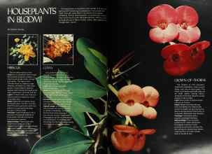 Better Homes & Gardens November 1977 Magazine Article: HOUSEPLANTS IN BLOOM!