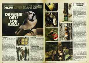 Better Homes & Gardens January 1978 Magazine Article: DIFFERENT DIETS FOR BIRDS
