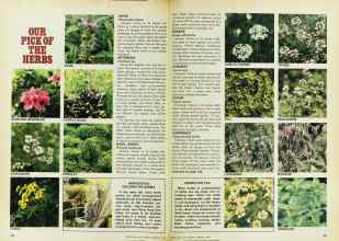 Better Homes & Gardens February 1978 Magazine Article: Page 122