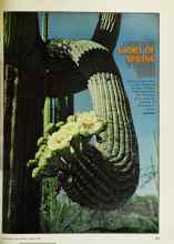 Better Homes & Gardens March 1978 Magazine Article: A GUIDE TO THE GLORY OF SPRING IN AMERICA'S GREATEST DESERTS