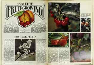 Better Homes & Gardens March 1978 Magazine Article: SMALL-LOT FRUIT GROWING
