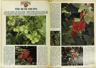 Better Homes & Gardens March 1978 Magazine Article: Page 104