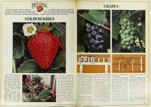 Better Homes & Gardens March 1978 Magazine Article: Page 106