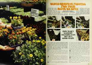 Better Homes & Gardens May 1978 Magazine Article: QUICK-GROWING FLOWERS FOR YOUR PATIO OR DECK