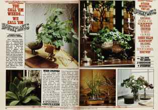 Better Homes & Gardens August 1978 Magazine Article: YOU CALL 'EM WEEDS... WE CALL 'EM HOUSEPLANTS
