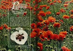 Better Homes & Gardens August 1978 Magazine Article: The Flamboyant Perennials