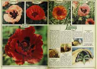 Better Homes & Gardens August 1978 Magazine Article: Page 108