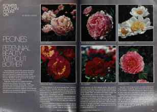 Better Homes & Gardens September 1978 Magazine Article: Flowers You Can Counts On