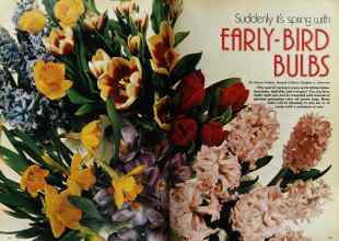 Better Homes & Gardens October 1978 Magazine Article: Suddenly it's spring with EARLY-BIRD BULBS