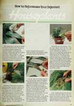 Better Homes & Gardens January 1979 Magazine Article: How to Rejuvenate Your Dejected Houseplants
