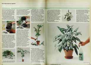 Better Homes & Gardens January 1979 Magazine Article: Page 84