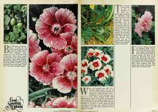 Better Homes & Gardens March 1979 Magazine Article: Page 108