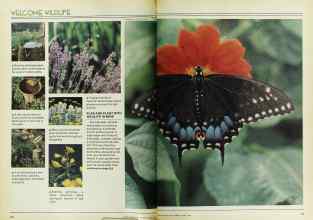 Better Homes & Gardens June 1979 Magazine Article: Page 114