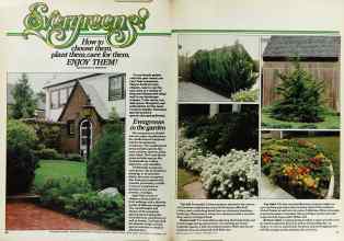 Better Homes & Gardens September 1979 Magazine Article: Evergreens! How to choose them, plant them, care for them, ENJOY THEM!