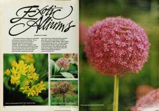 Better Homes & Gardens September 1979 Magazine Article: Exotic Alliums