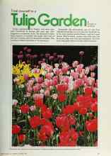 Better Homes & Gardens October 1979 Magazine Article: Treat yourself to a Tulip Garden