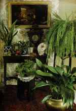 Better Homes & Gardens January 1980 Magazine Article: Old-time houseplants