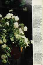 Better Homes & Gardens February 1980 Magazine Article: Miniature roses: Better than ever