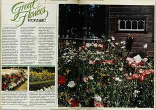 Better Homes & Gardens March 1980 Magazine Article: Great Flowers FROMSEED