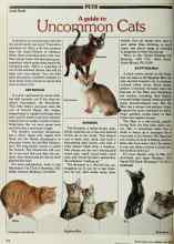 Better Homes & Gardens June 1980 Magazine Article: A guide to Uncommon Cats