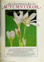 Better Homes & Gardens August 1980 Magazine Article: Late-blooming bulbs for AUTUMN COLOR