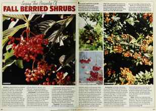 Better Homes & Gardens September 1980 Magazine Article: Enjoy The Beauty Of FALL BERRIED SHRUBS