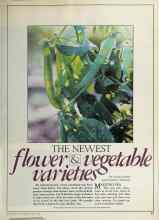 Better Homes & Gardens March 1981 Magazine Article: THE NEWEST flower & vegetable varieties